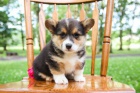 krsn istokrevn tata Pembroke corgi Pes a fena K dispozici hledme nov domov s mikroipem a rodokmenem jsou 3 msce star s rodii tak za drek ... E-mail ::::: brandonmba10@gmail.com