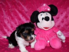 Miniaturn� biewer yorkies