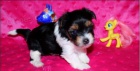 Miniaturn� biewer yorkies
