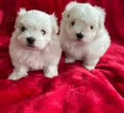 Maltsk� �t��ata