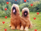 BRIARD - plav ttka