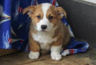 krsn istokrevn tata Pembroke corgi Pes a fena K dispozici hledme nov domov s mikroipem a rodokmenem jsou 3 msce star s rodii tak za drek ... E-mail ::::: brandonmba10@gmail.com