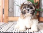 roztomil a krsn musk a ensk shih tzu k dispozici pro adopci. Krsn a hrav