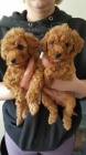 Toy Poodles k dispozici pro adopci