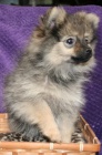 (Pomeranian)-picl tat