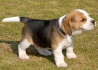  krsn ttka Beagle