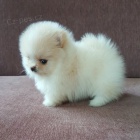 Nmeck pic Pomeranian