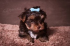 �t��ata Yorkshire Terrier - �okol�dov�
