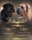 tntka (2 pejsci) Cane Corso s PP