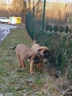 tntka (2 pejsci) Cane Corso s PP