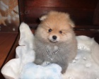 miniaturn picl tat(pomeranian)