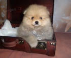 miniaturn picl tat(pomeranian)