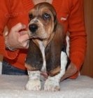 Basset hound krsn tricolorn fenky