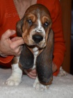 Basset hound krsn tricolorn fenky