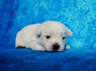 West highland white terrier (westk)