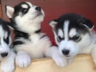 Sibisk husky - tata s PP