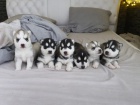 Sibisk husky - ttka na prodej