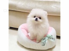 Pomeranian tata (miniaturn)