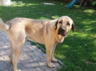 Kangal - Anatolsk pasteveck pes