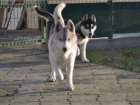Sibisk husky chlapec a dvka FCI
