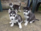 sibisk husky ttka -