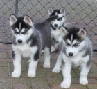 sibisk husky ttka -