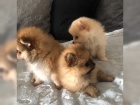 Pomeranian tata s PP FCI 