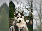 Pkn tata sibiskho husky