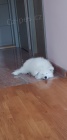 Sibisk samojed tata