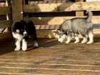 Cistokrevn sibirsk husky, krsn tentka testy DNA
