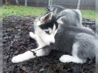 Cistokrevn sibirsk husky, krsn tentka testy DNA