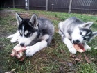 Cistokrevn sibirsk husky, krsn tentka testy DNA