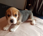 Krsn ttka Beagle