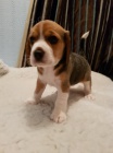 Krsn ttka Beagle