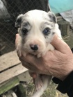 tata Border Collie