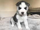 Modr oi tat sibiskho husky