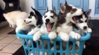 Sibirsk Husky Deti
