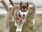 Sibirsk Husky Deti
