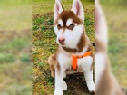 Sibirsk Husky Deti