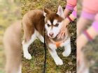 Sibirsk Husky Deti