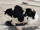  Mops tenata cistokrevn  