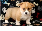 Welsh Corgi, Pembroke k optovnmu nastartovn