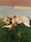 Kenec Ridgeback s Labradorem