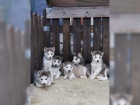 Sibisk husky s VDH / DCNH / FCI od renomovanho chovu