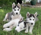 Sibisk husky s VDH / DCNH / FCI od renomovanho chovu