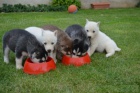 istokrevn sibisk husky