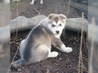 Husky / husky tn s Rodokmen
