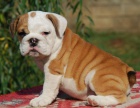  ENGLISH BULLDOG DRE ZDARMA