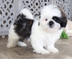 Dotaz k inzeratu nyn k dispozici, krsn a hrav tata shihtzu samc a samic k dispozici k adopci 12 tdn star na