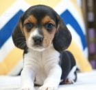 Dotaz k inzeratu nyn k dispozici, krsn a hrav tata beagle samc a samic k dispozici k adopci 12 tdn star na